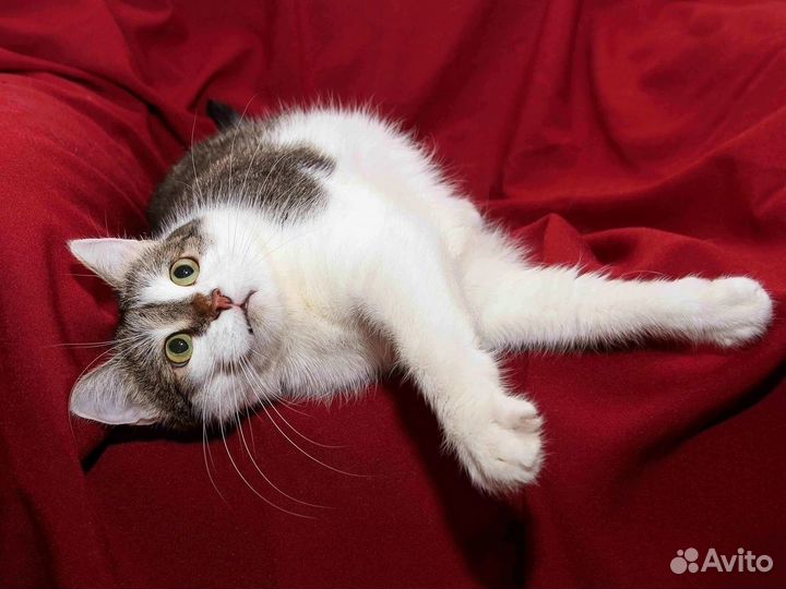 Кошка ищет дом