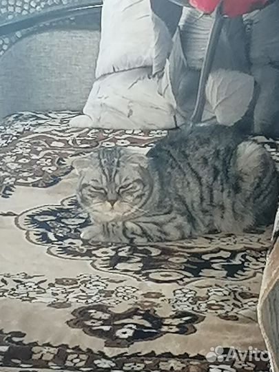 Шотландская кошка в дар