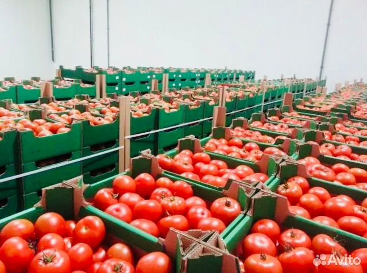 Вахта Тула с жильем от 25 смен Фасовщики в теплицу