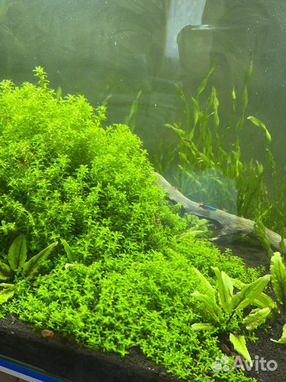 Хемиантус микрантемоидес