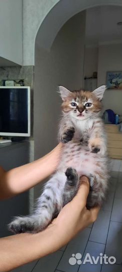 Кошечка бесплатно