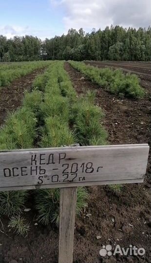 Саженцы на Лесовосстановление