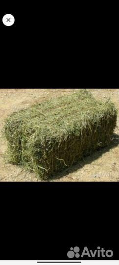 Продам сено в тюках 2022 года. Сено прошлого года
