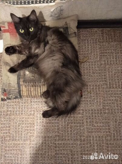 Кошечка Кеша