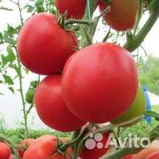 Помидоры домашние