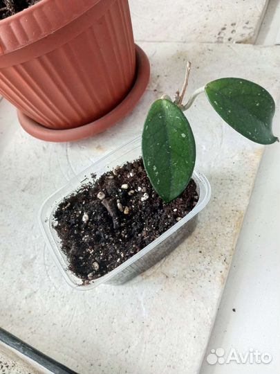 Хойя отросток