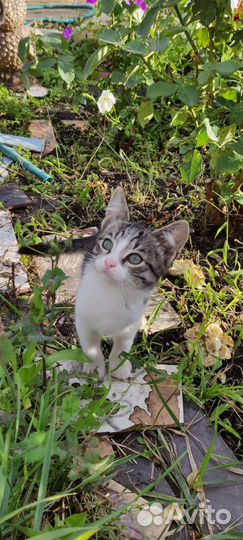 Котики бесплатно в добрые руки
