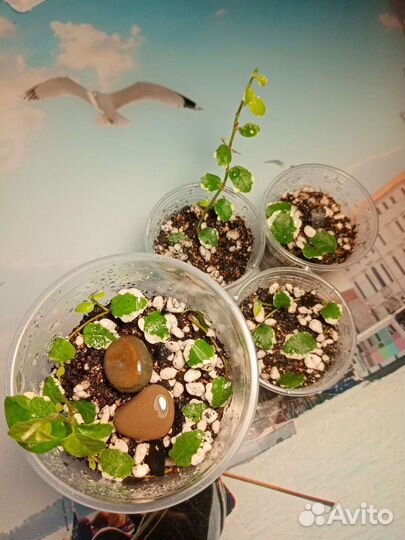 Фикус пумила Дуболистный,Уайт санни,селагинелла