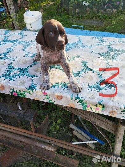 Продадим щенков Курцхаар