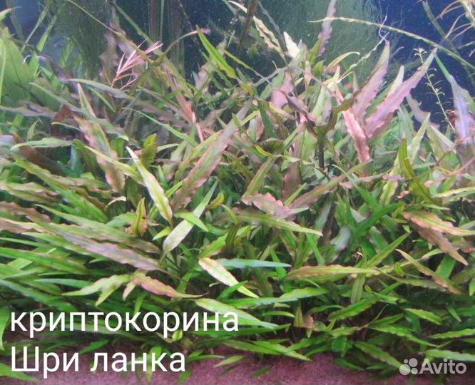 Аквариумные растения