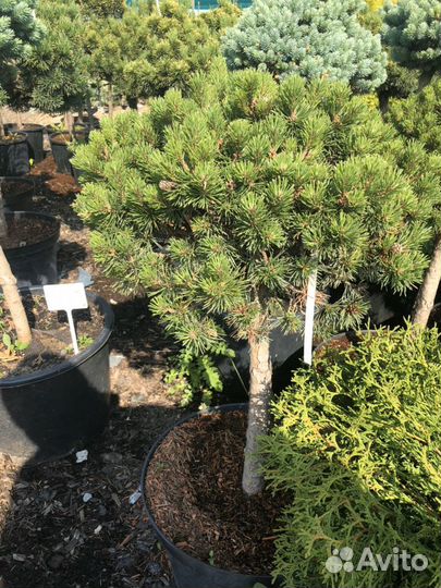 Сосна горная