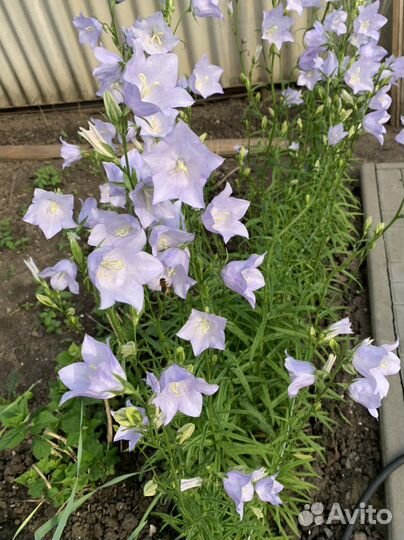 Колокольчик