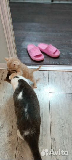 Отдам котенка