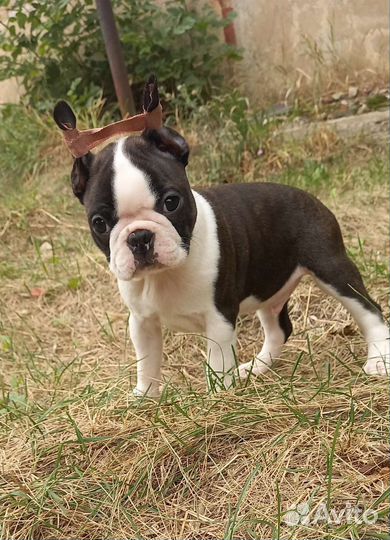 Бостон терьер щенок