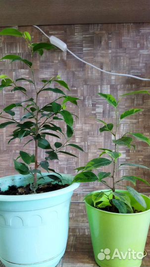 Фикус бенджамина