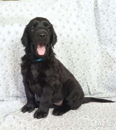 Прямошерстный ретривер