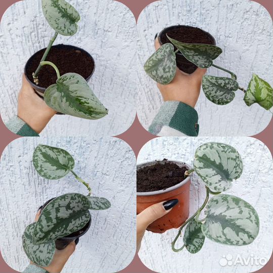 Сциндапсус