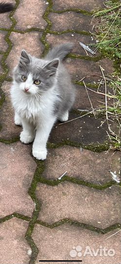 Милые котятки ищют дом.(им 2-3мес.)