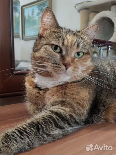 Кошка Соня 2года метиска привита стерильна
