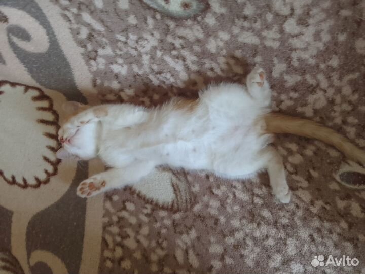 Рыжий чудик котик