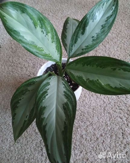 Аглаонема Сильвер Бэй, калатея Макойа