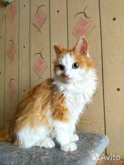Котик, 4,5 месяца