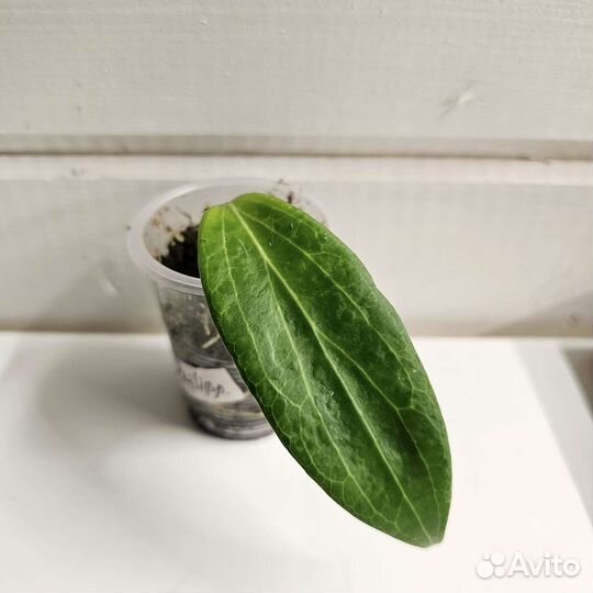 Хойи сортовые черенки с корешками