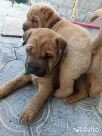 Щенки шарпей