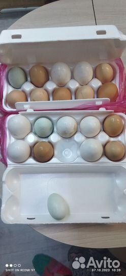 Домашние куриные яйца