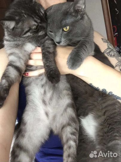 Кошка в дар бесплатно