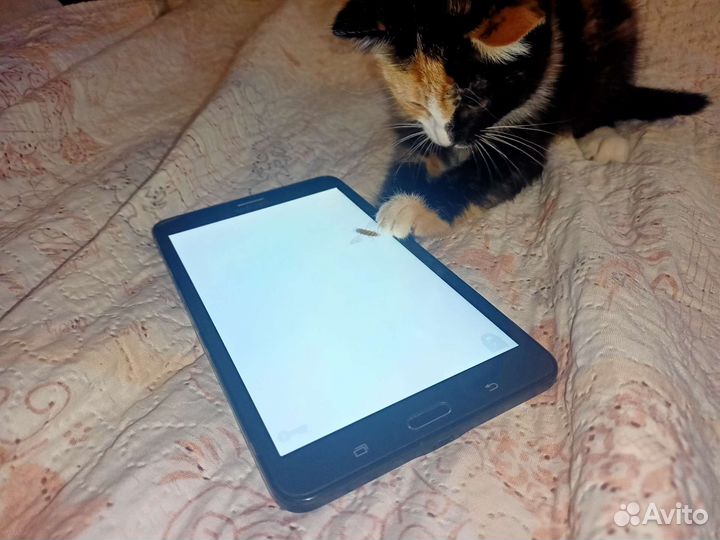 Трехцветный Котёнок(кошка)