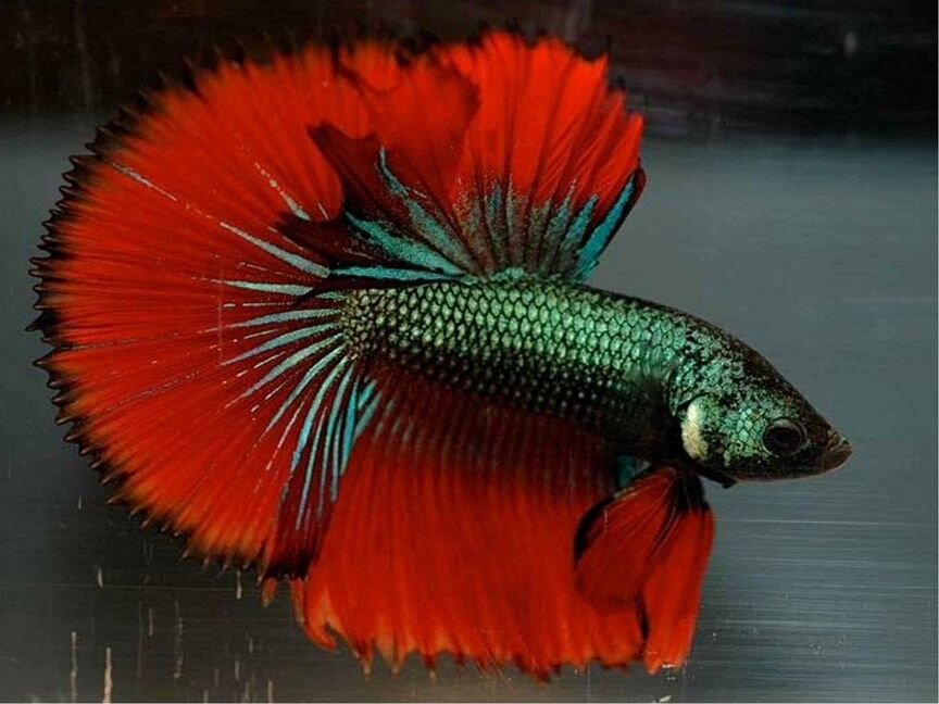 Петушок Халф Мун (Betta male Halfmoon) Люкс