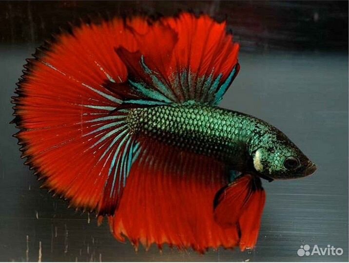 Петушок Халф Мун (Betta male Halfmoon) Люкс