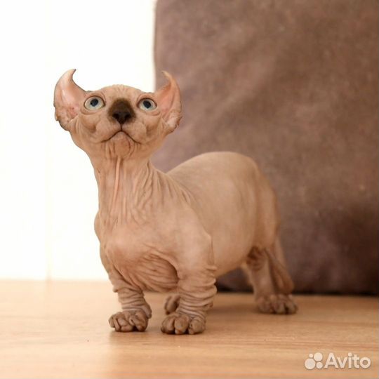 Бамбино,двельф девочка