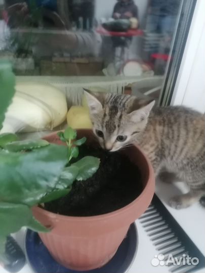 Кошка в дар