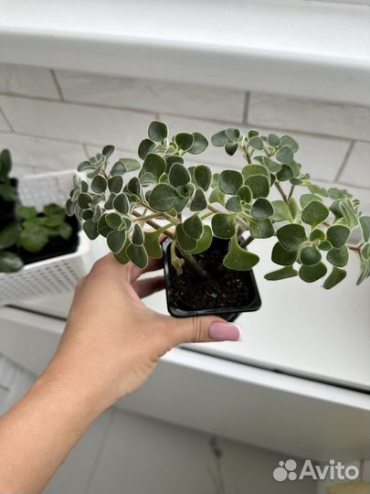 Растения по 50 (2+1 в подарок)