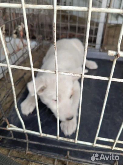 Щенок (девочка)