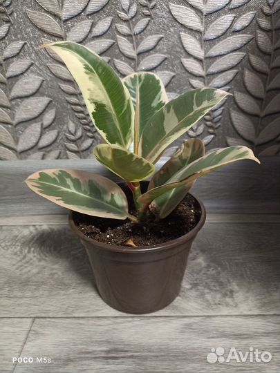 Фикус тенеке