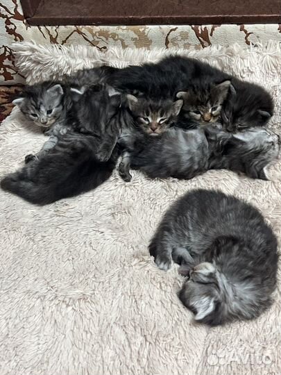 Котята мейн-кун