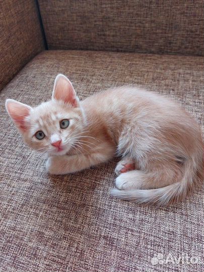 Котенок мальчик в добрые руки