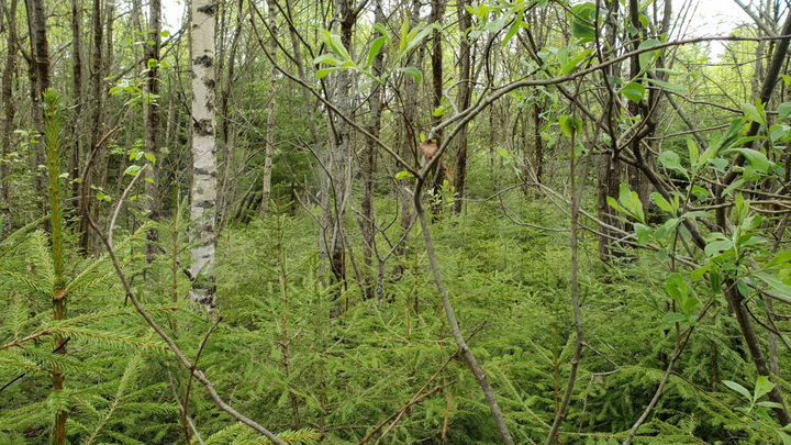 Участок 4,4 га (СНТ, ДНП)