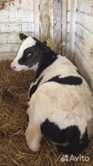 Бычки Холмогоры