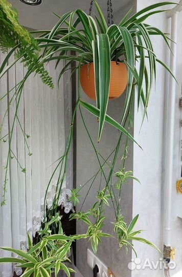 Хлорофитум