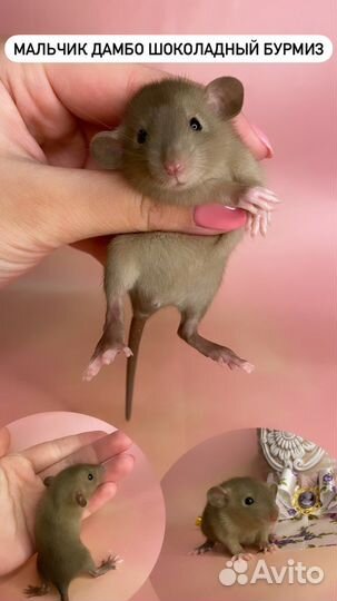 Крысята Дамбо девочки и мальчики. Крыса. Доставка