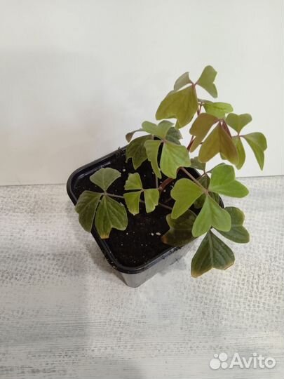 Оксалис(кислица) Ортгиса- Oxalis Ortgiesii Redel