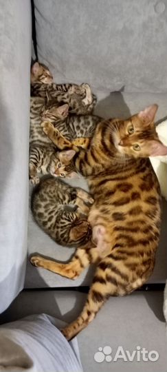 Бенгальские котята
