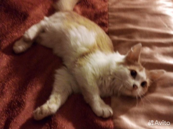 Рыжий котенок мальчик