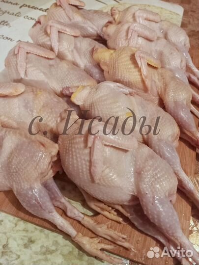 Мясо перепелов свежее, вяленое