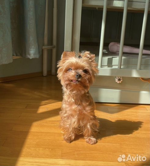 Йоркширский терьер девочка