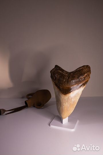 Зуб Акулы мегалодон с подставкой